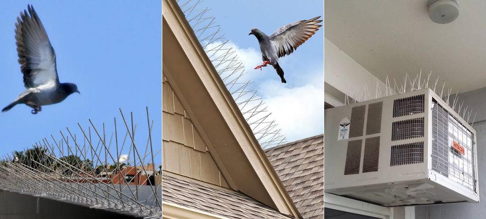 Bird Spikes and Pigeon Spikes